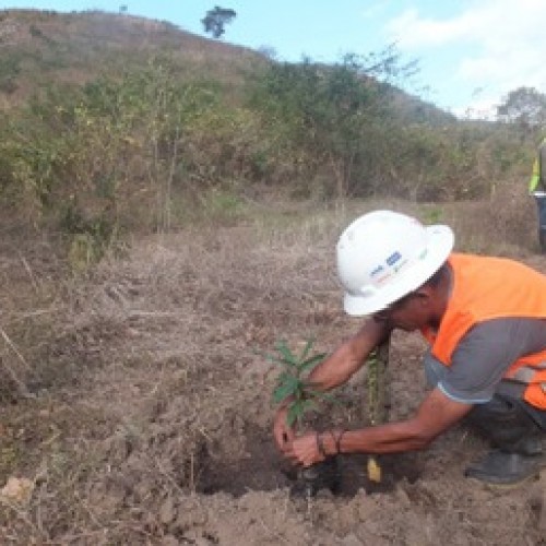 Reforestation Program